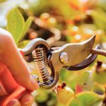 Tijera de poda forjada Bypass Tramontina - Imagen 3