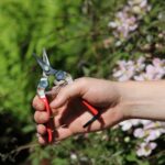 TIJERA PARA COSECHA DE CITRICOS /PALTOS ARS - Imagen 4