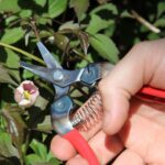 TIJERA PARA COSECHA DE CITRICOS /PALTOS ARS - Imagen 5