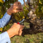 TIJERA DE PODAR FELCO N°6 - Imagen 4