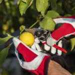 GUANTE PODA CUERO REFORZADOS DEDOS Y PALMA + SPANDEX TALLA M FELCO - Imagen 10