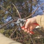 TIJERA DE PODAR FELCO N°31 - Imagen 3