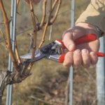 TIJERA DE PODAR FELCO N°8 - Imagen 2